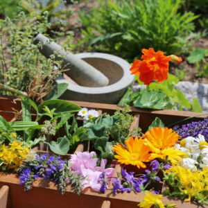 TALLER DE PLANTAS MEDICINALES